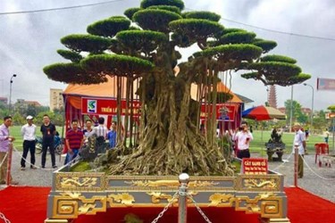 Cây sanh cổ trồng trong chậu dát 5 cây vàng được trả 15 tỷ, chủ nhân nh...